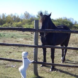 Meet your Posher, Rhonda